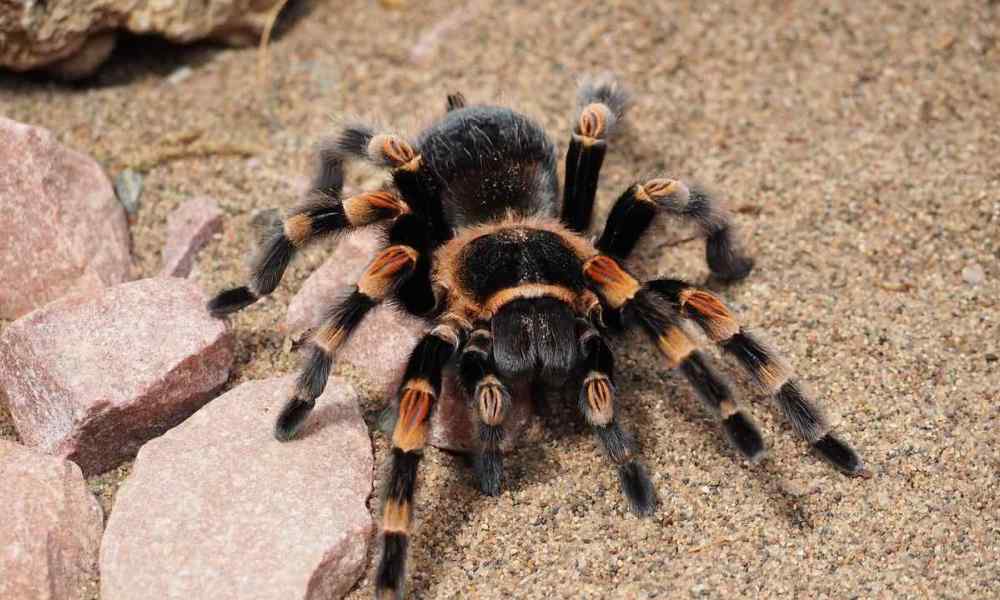 Controle de Aranhas